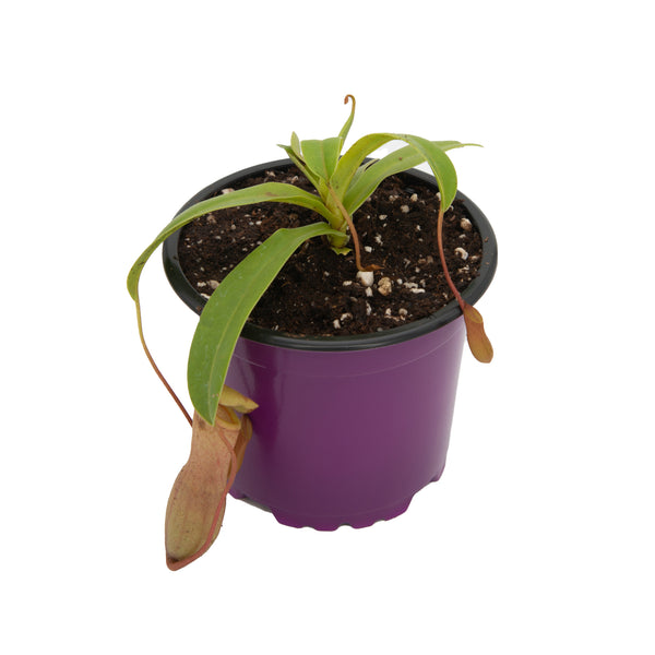 VENTRICOSA Carnivorous Plant | Shop Plants Online | Jozi Carnivores