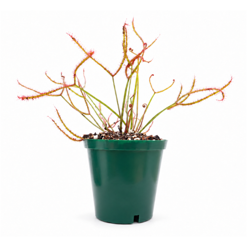 Drosera Binata (Red/White)