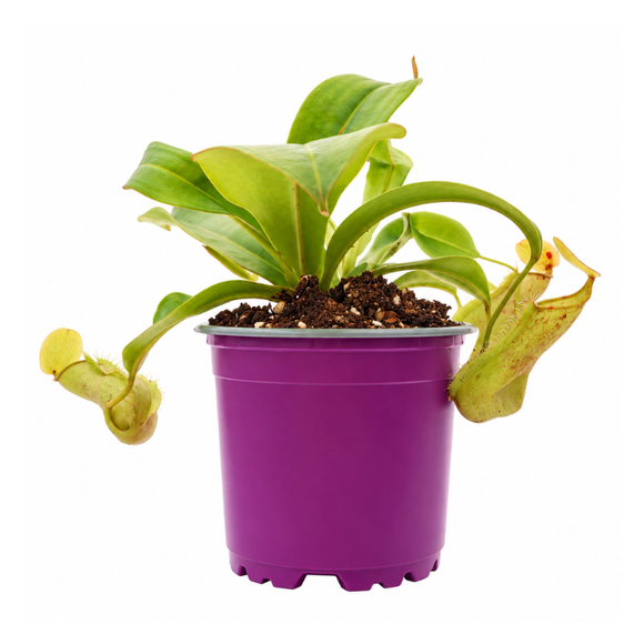 Tropical Pitcher