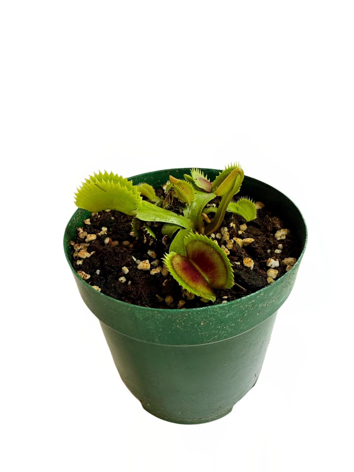 VFT medium