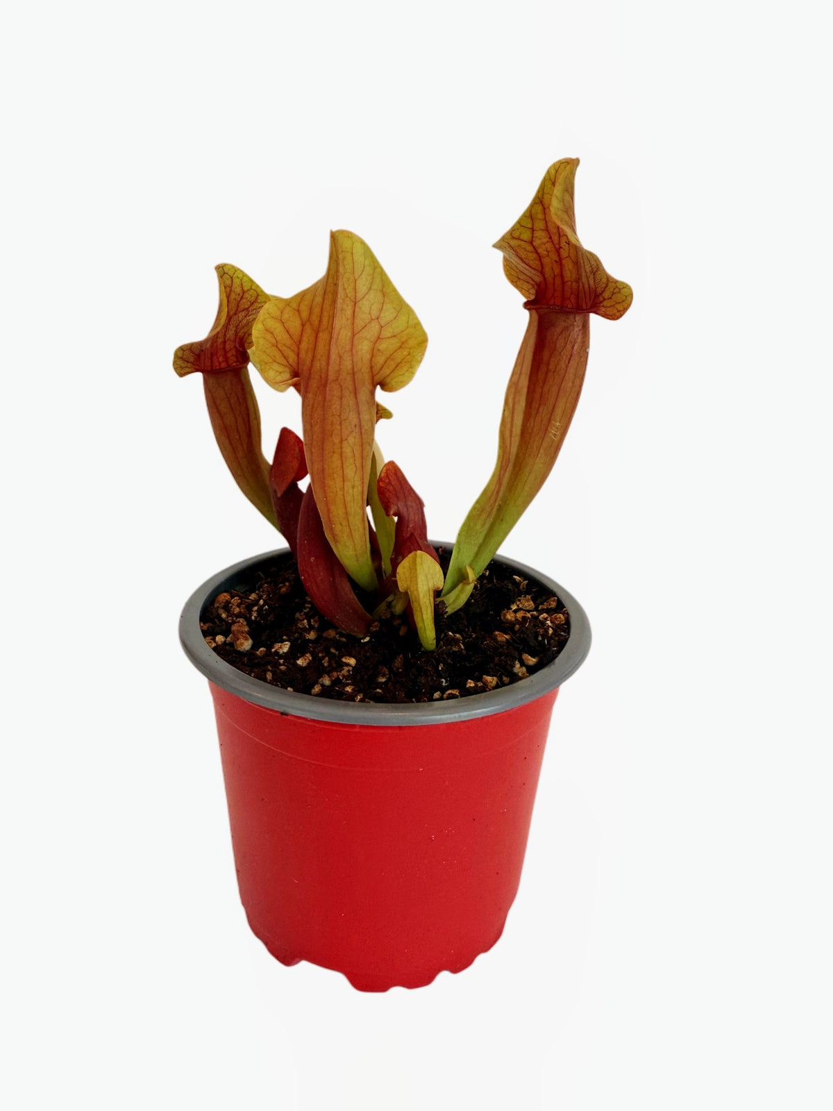 Sarracenia x Maroon Lady