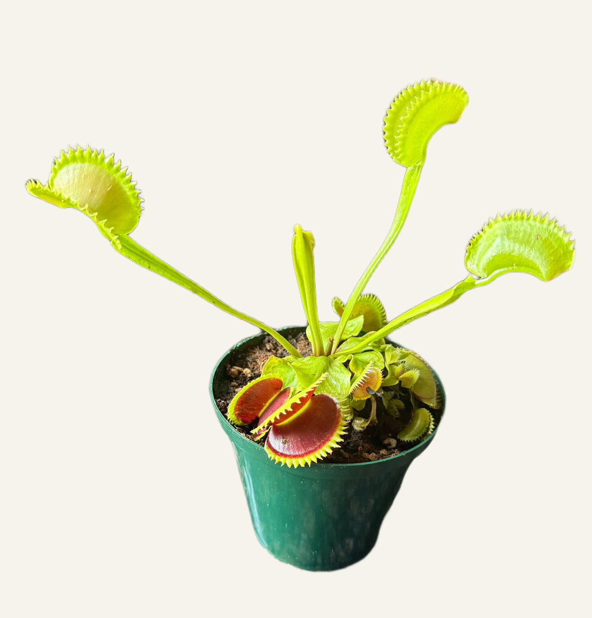 Venus Flytrap Roosicle  - Extra large Venus Flytraps