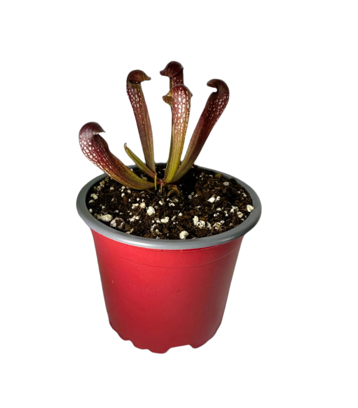 Sarracenia x Voldermort