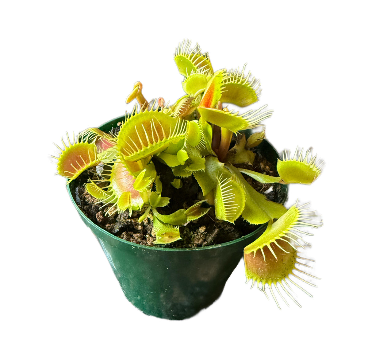 Venus Flytrap Roosicle  - Extra large Venus Flytraps