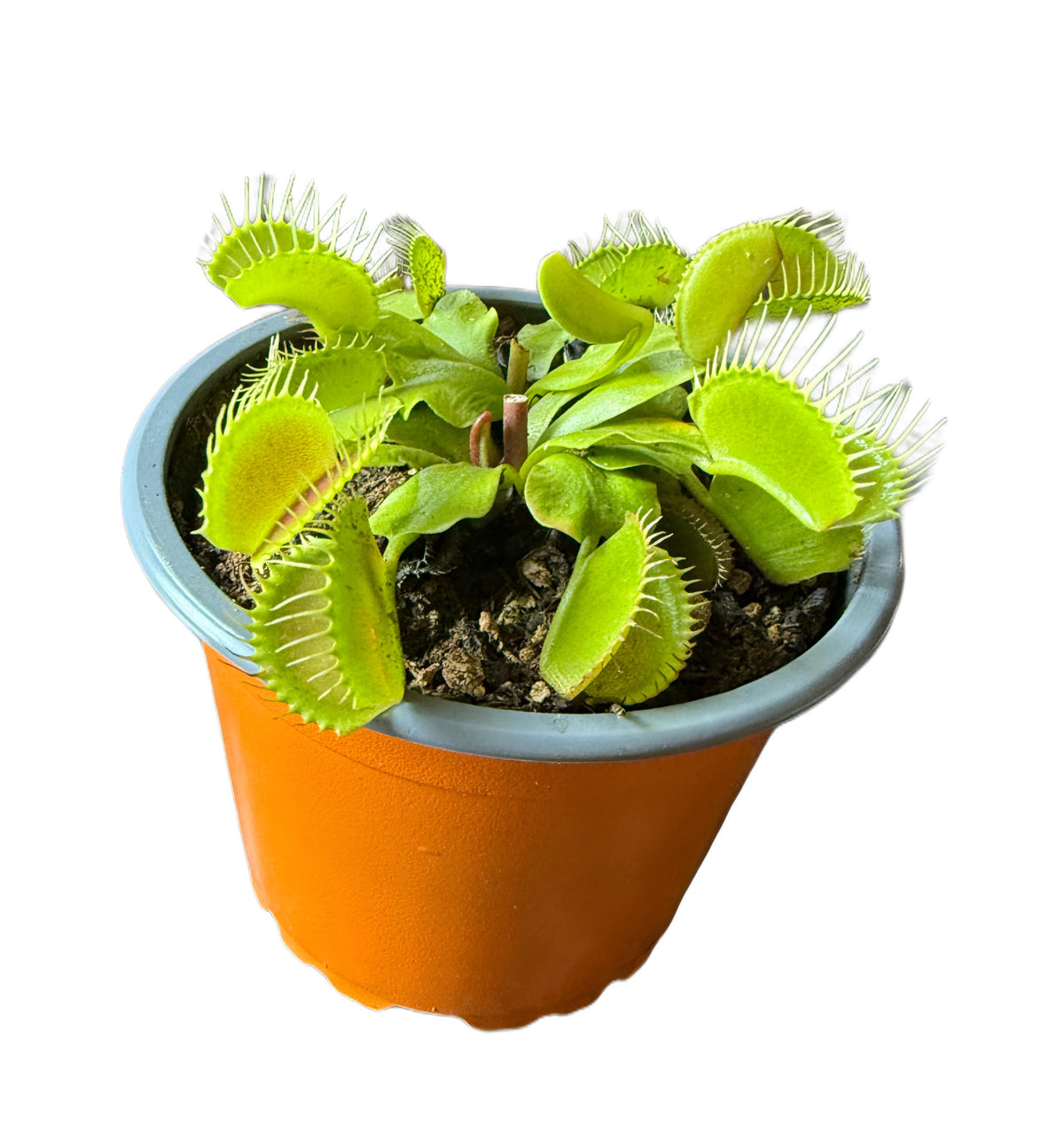 Venus Flytrap Phoebe - Assorted large Venus Flytraps