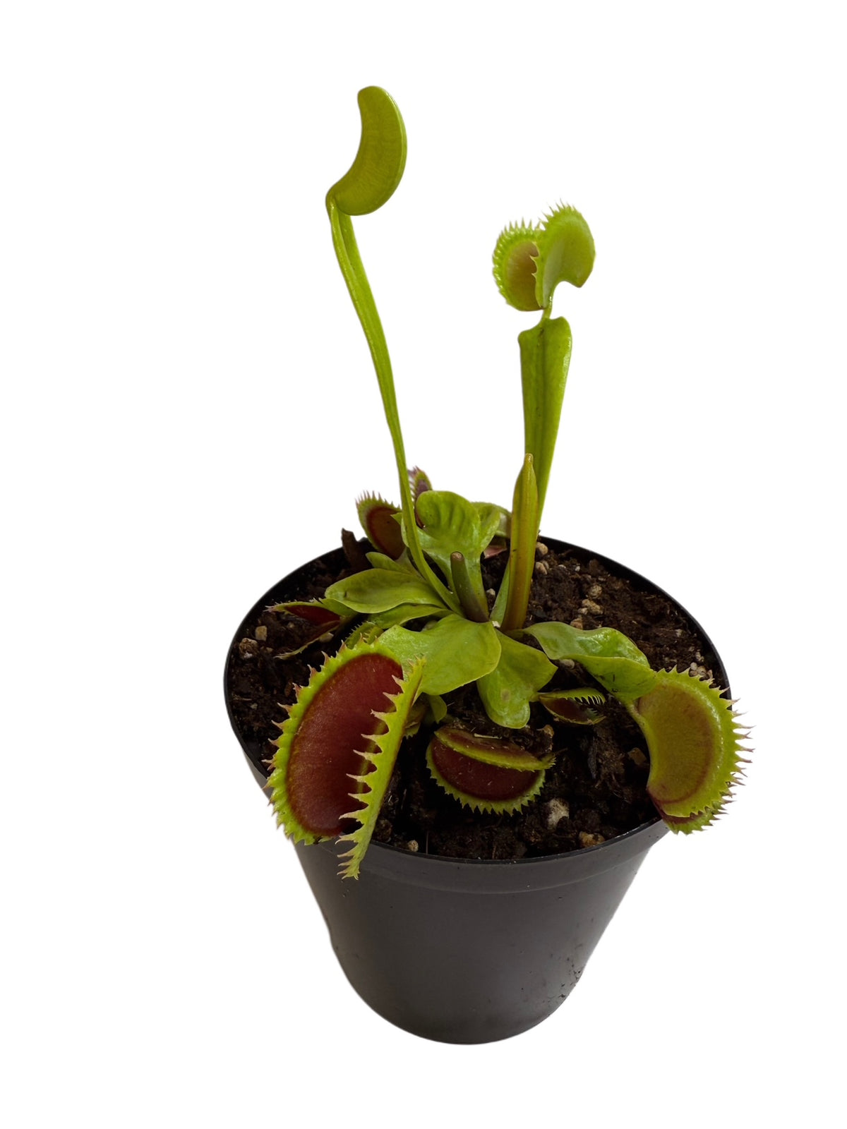 Venus Flytrap Large