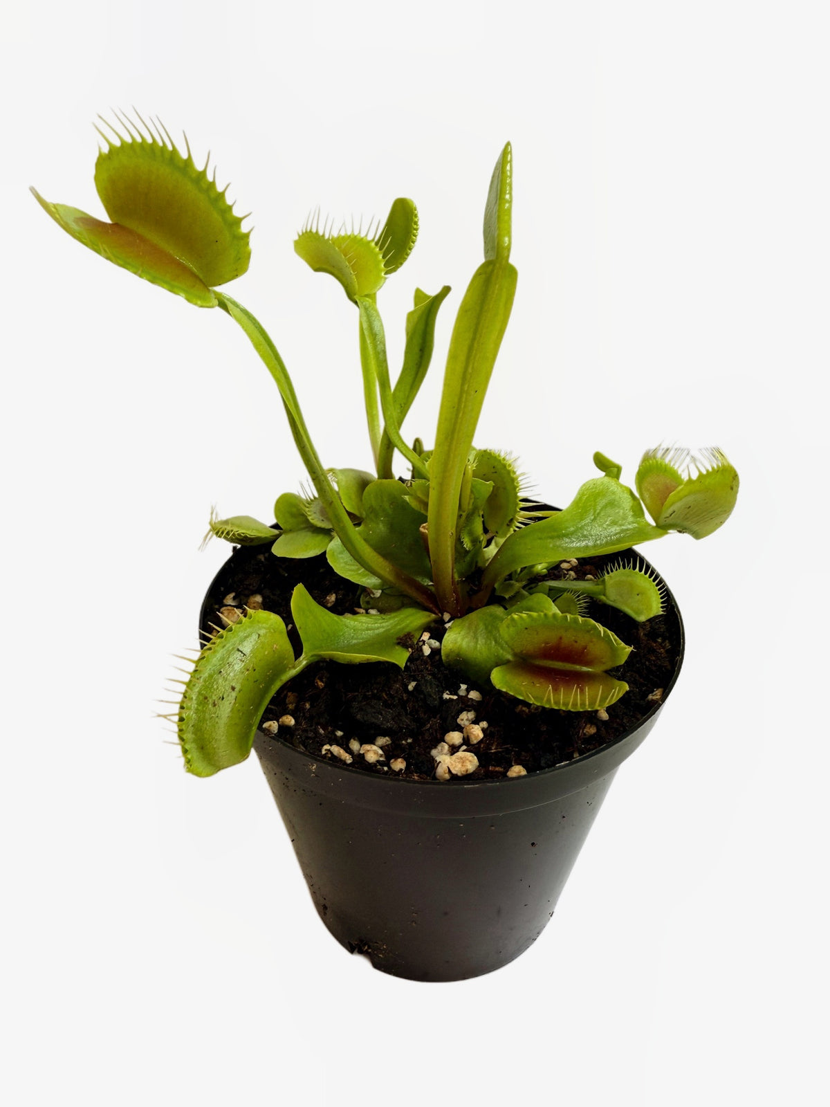 Venus Flytrap Large