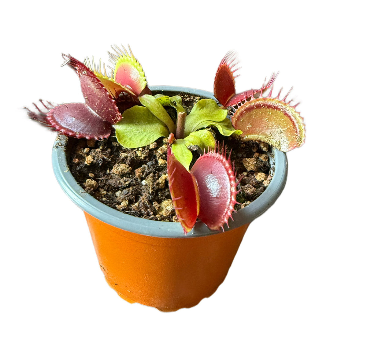 Venus Flytrap Phoebe - Assorted large Venus Flytraps