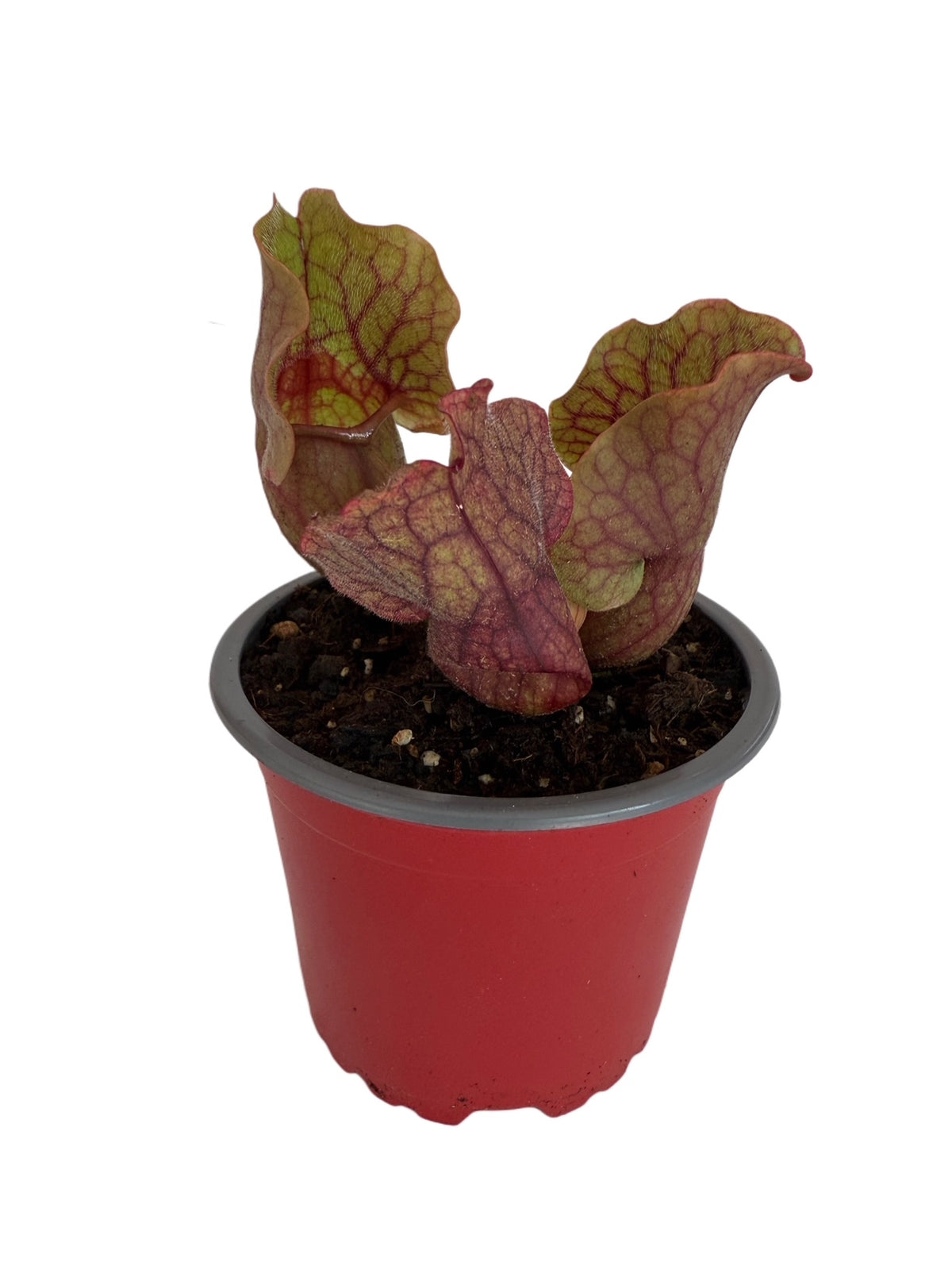 Sarracenia x Purpurea Venosa