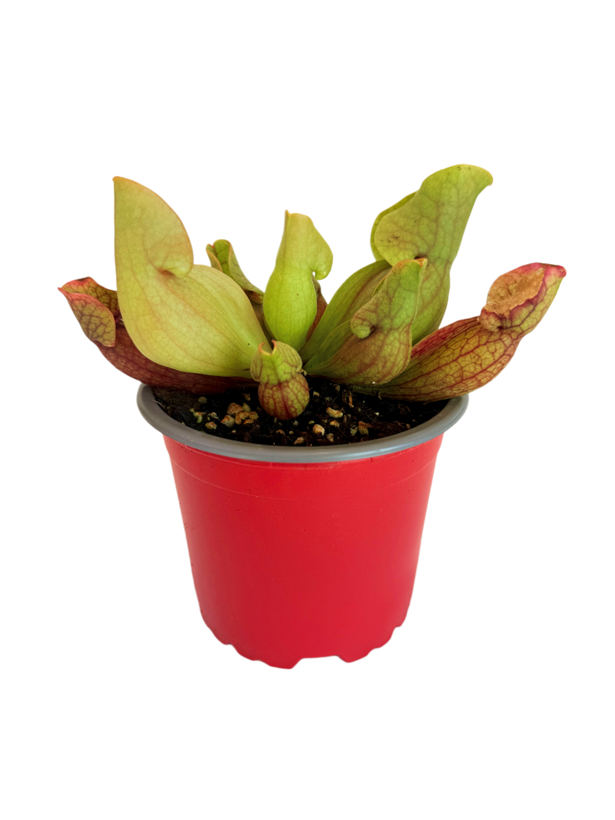 Sarracenia x Purpurea Venosa