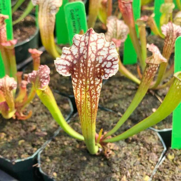 Sarracenia X Farhamii