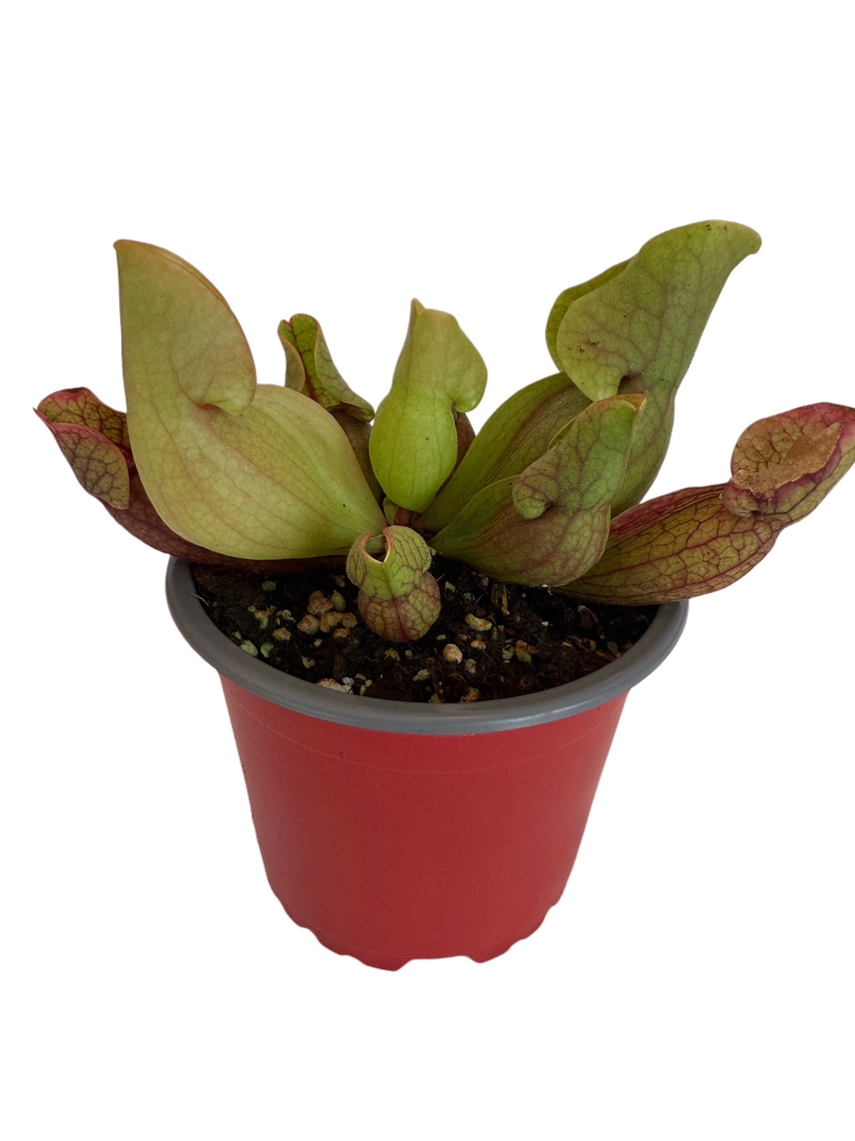 Sarracenia x Purpurea Venosa