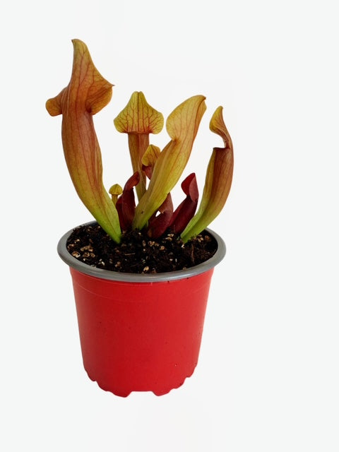 Sarracenia x Maroon Lady