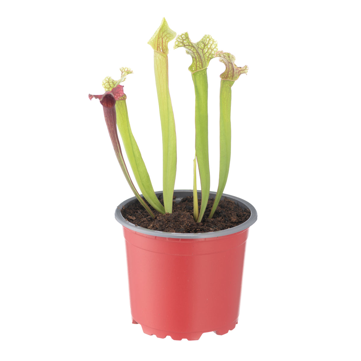 Sarracenia X Fiona