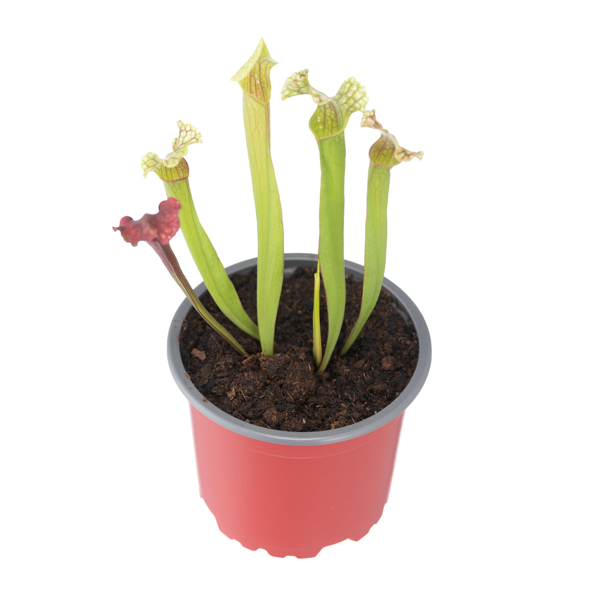 Sarracenia X Fiona