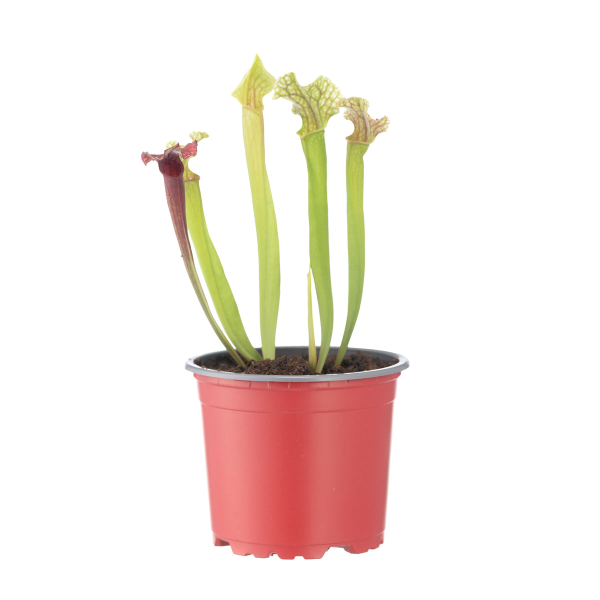 Sarracenia X Fiona