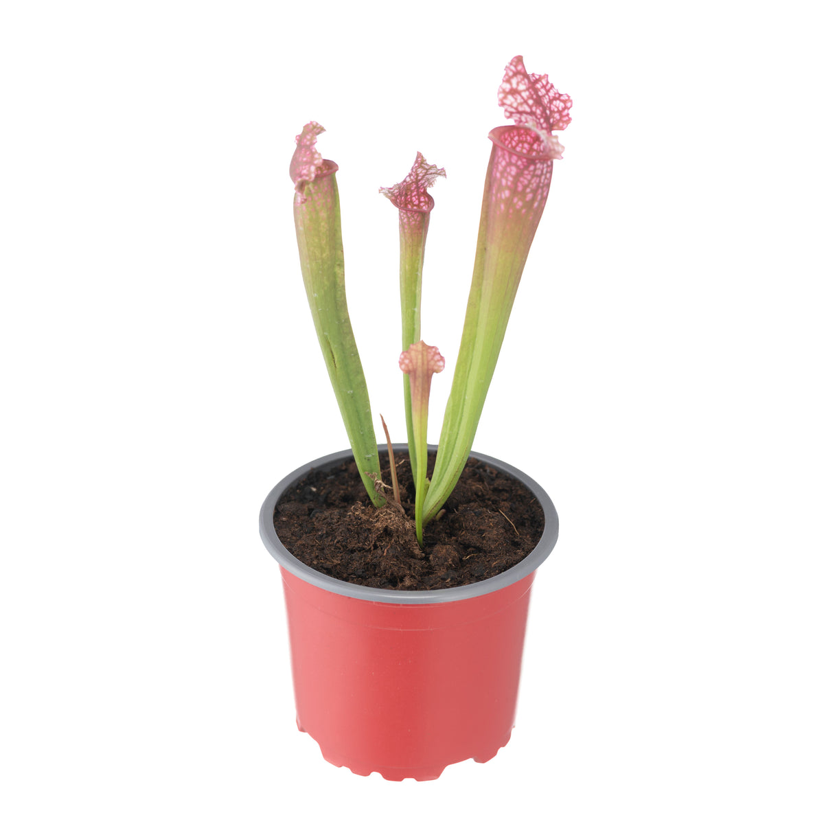 Sarracenia X Judith Soper