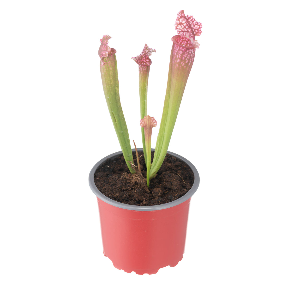 Sarracenia X Judith Soper