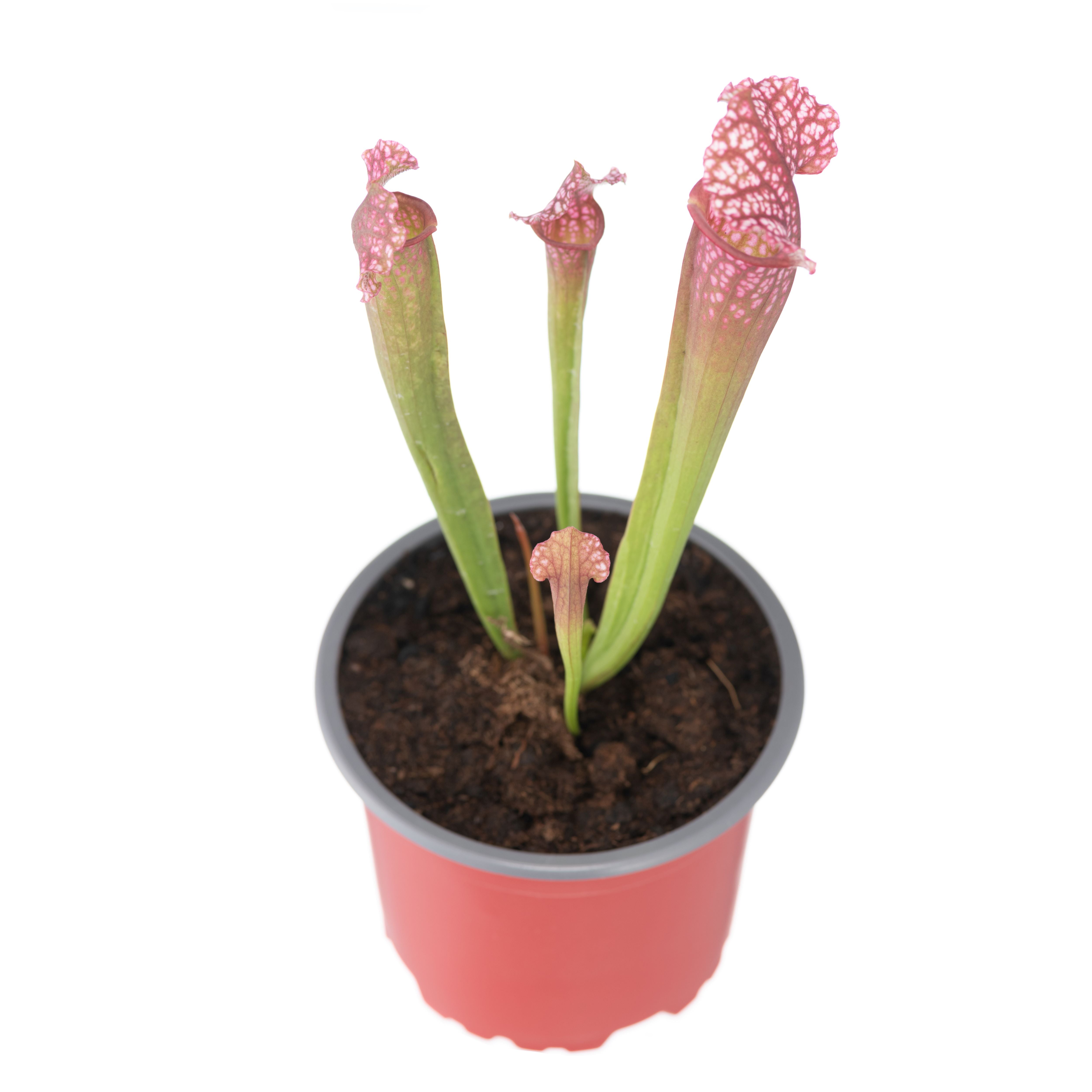 ALABAMA RED Carnivorous Plant | Shop Plants Online | Jozi Carnivores