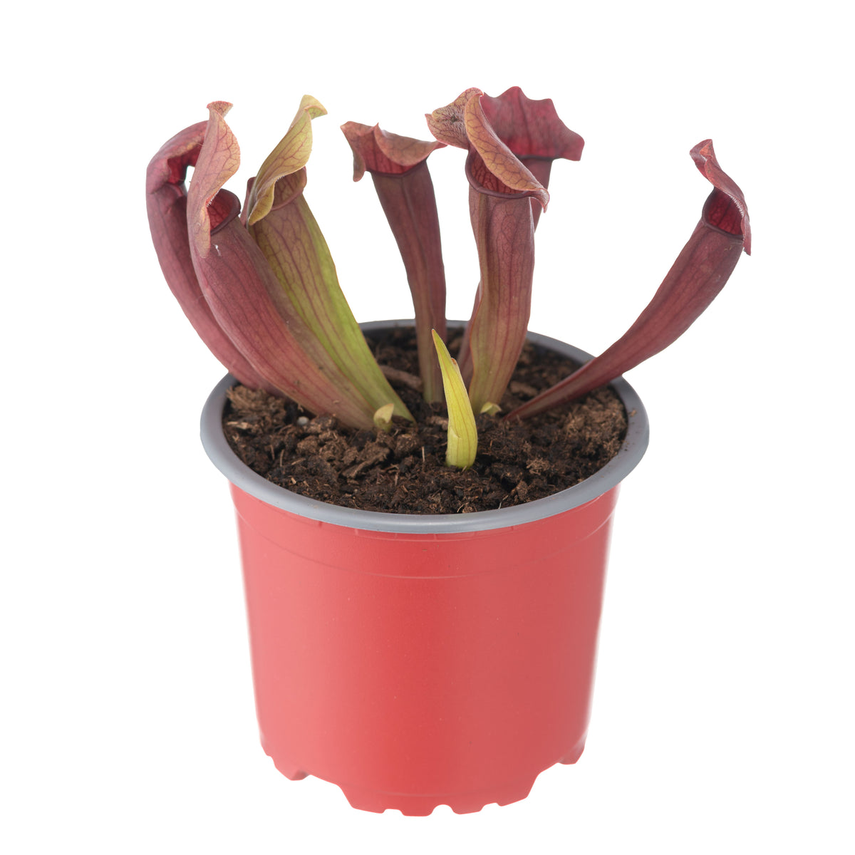 Sarracenia x Maroon Lady
