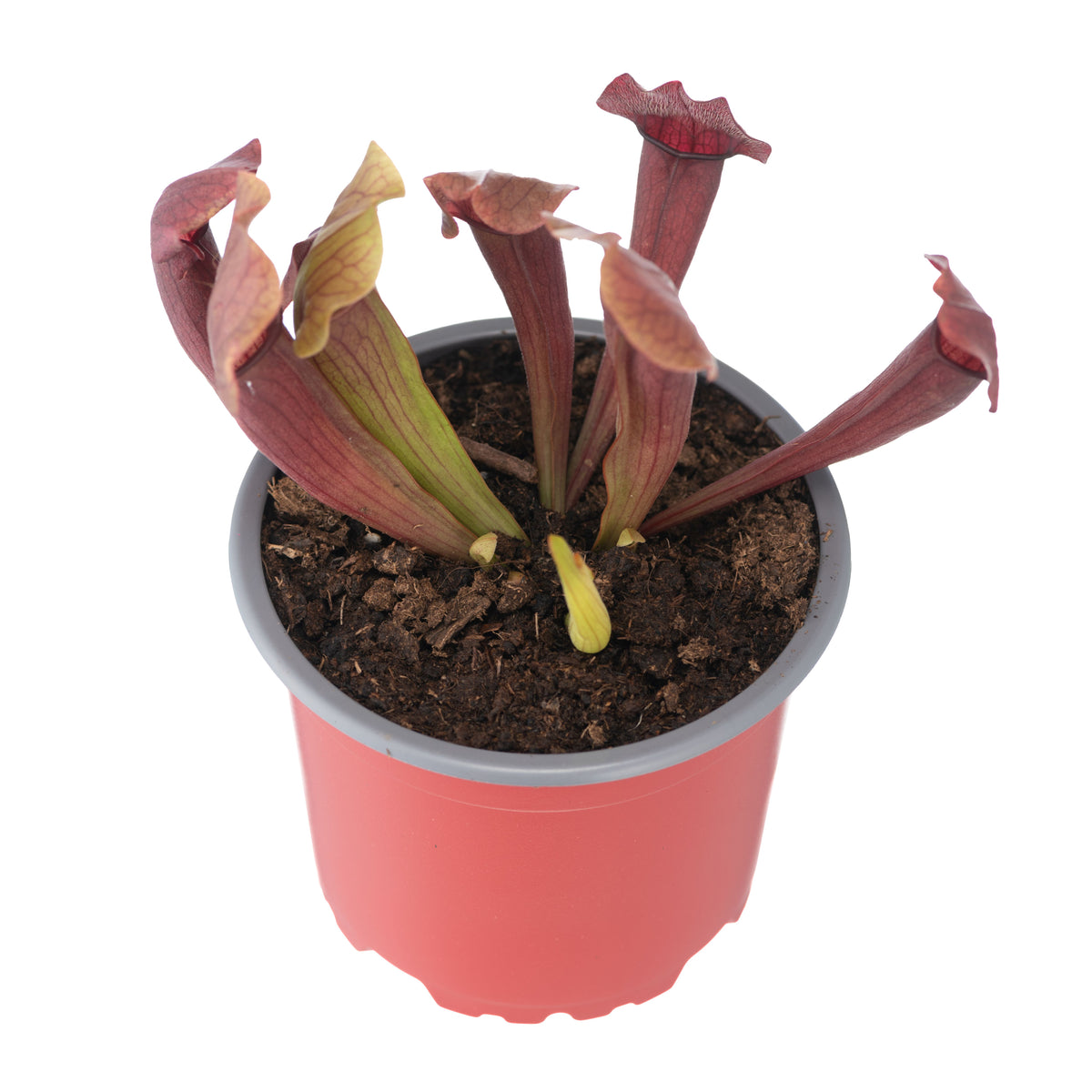 Sarracenia x Maroon Lady