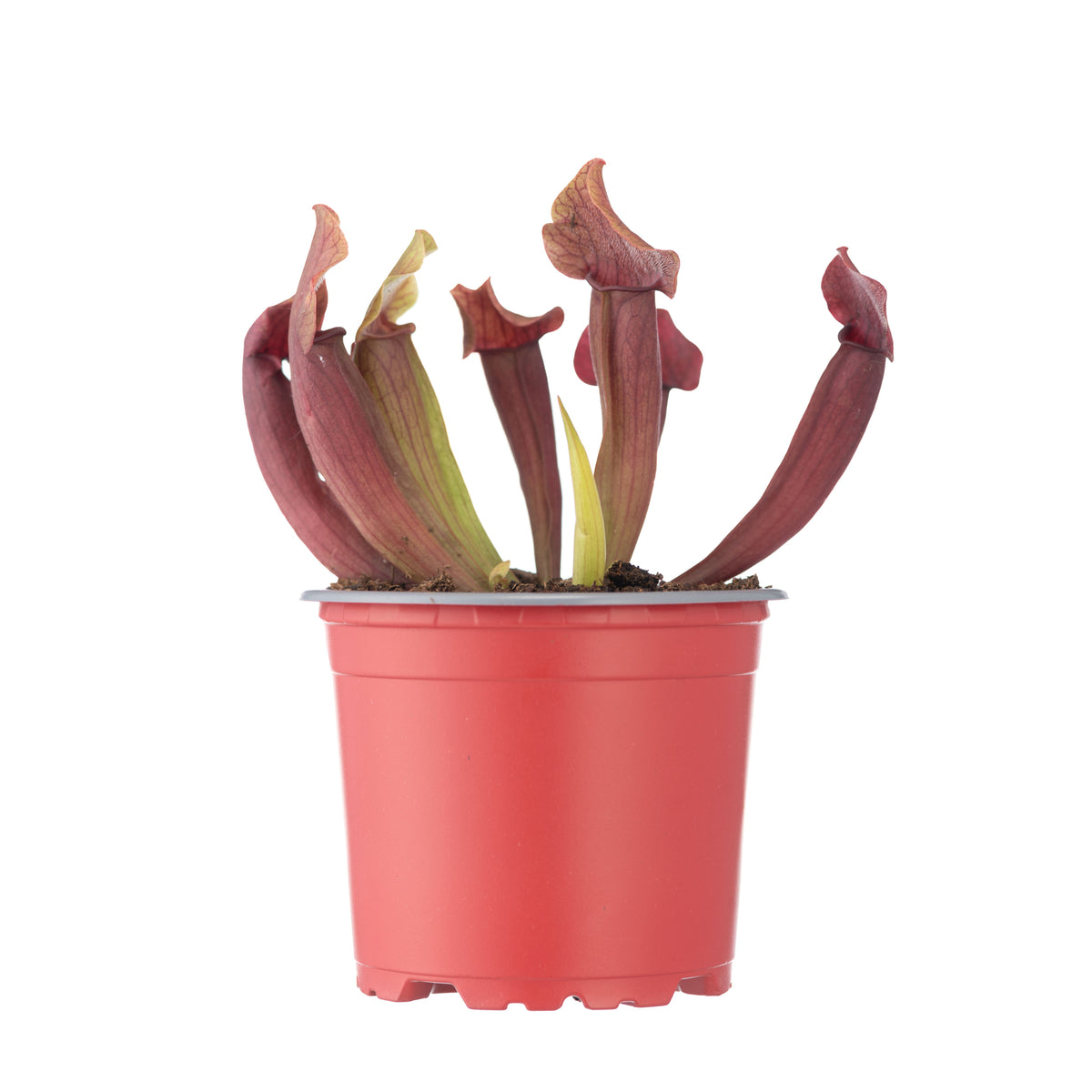 Sarracenia x Maroon Lady