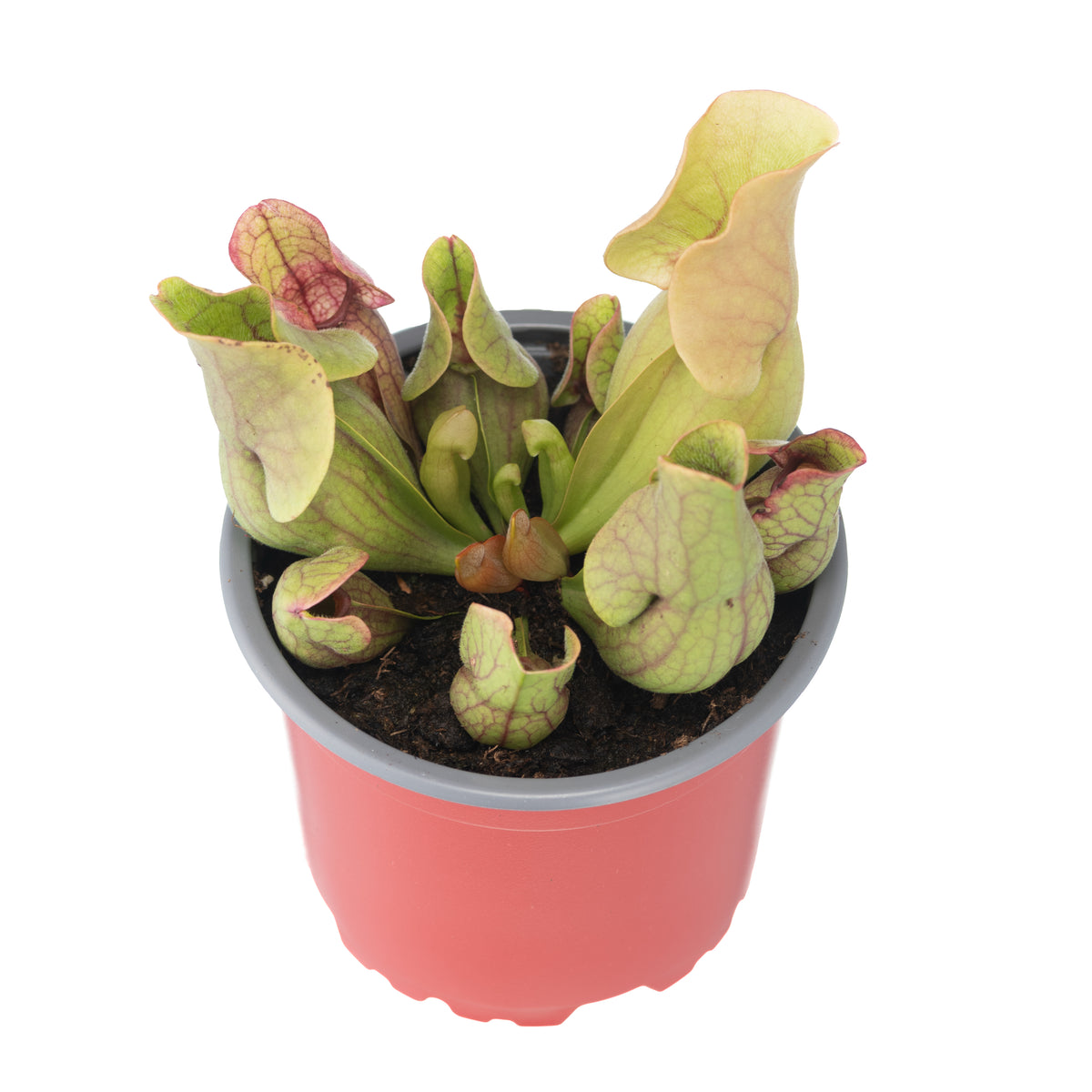 Sarracenia x Purpurea Venosa