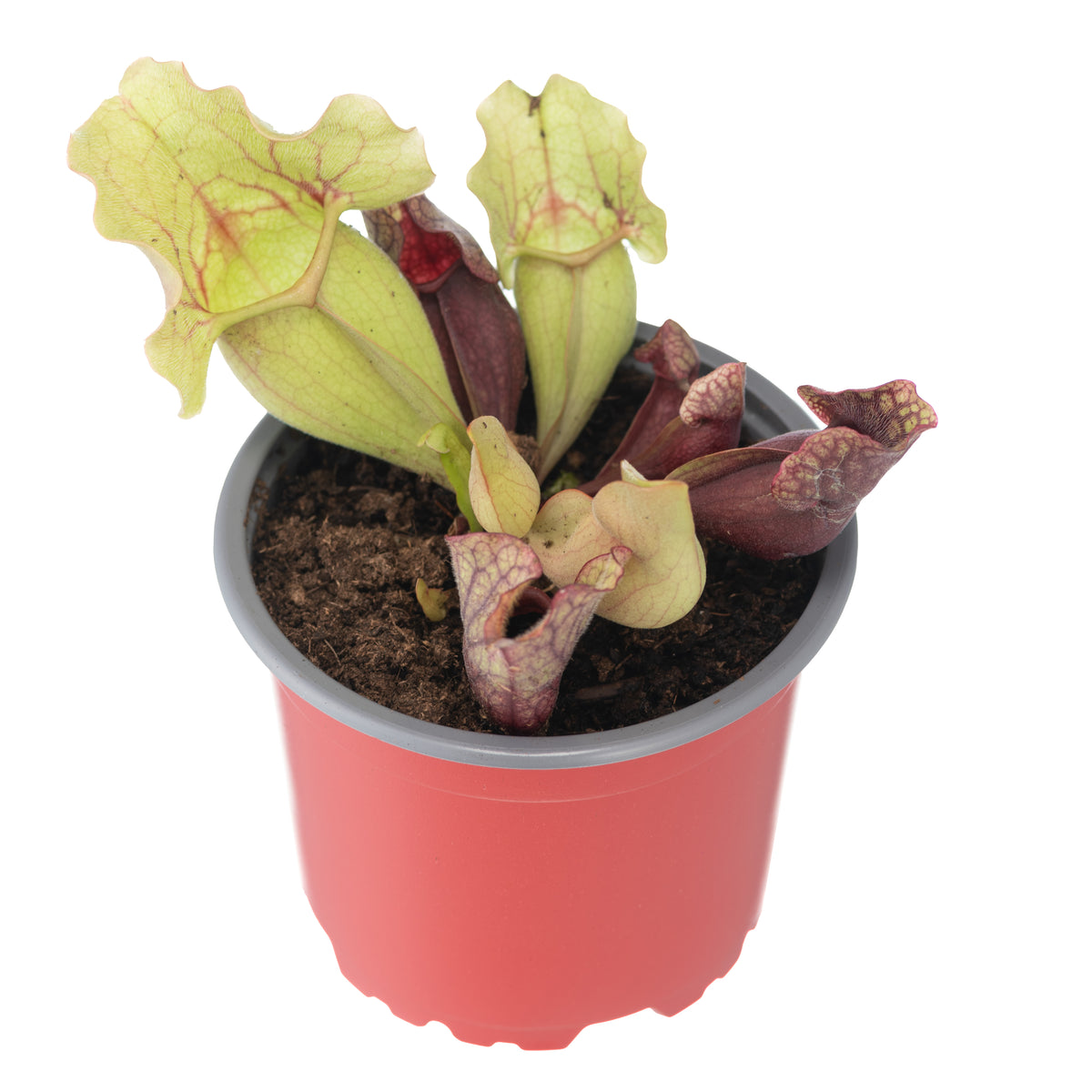 Sarracenia x Purpurea Venosa
