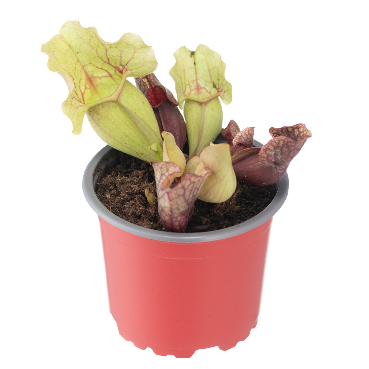 Sarracenia x Purpurea Venosa