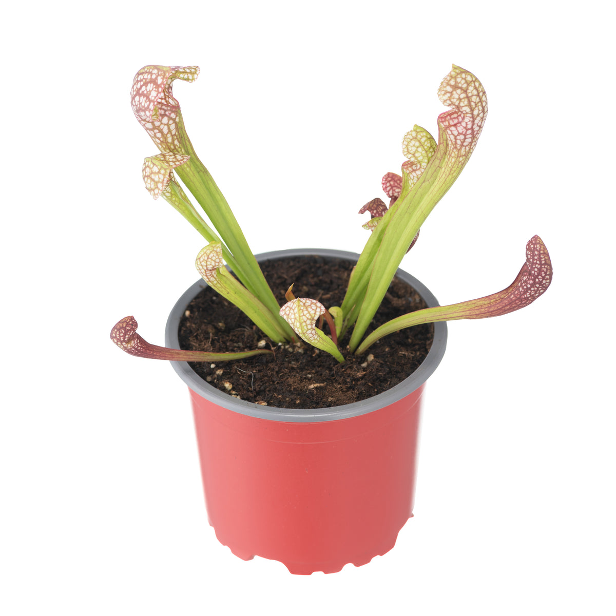 Sarracenia x Scarlett Belle