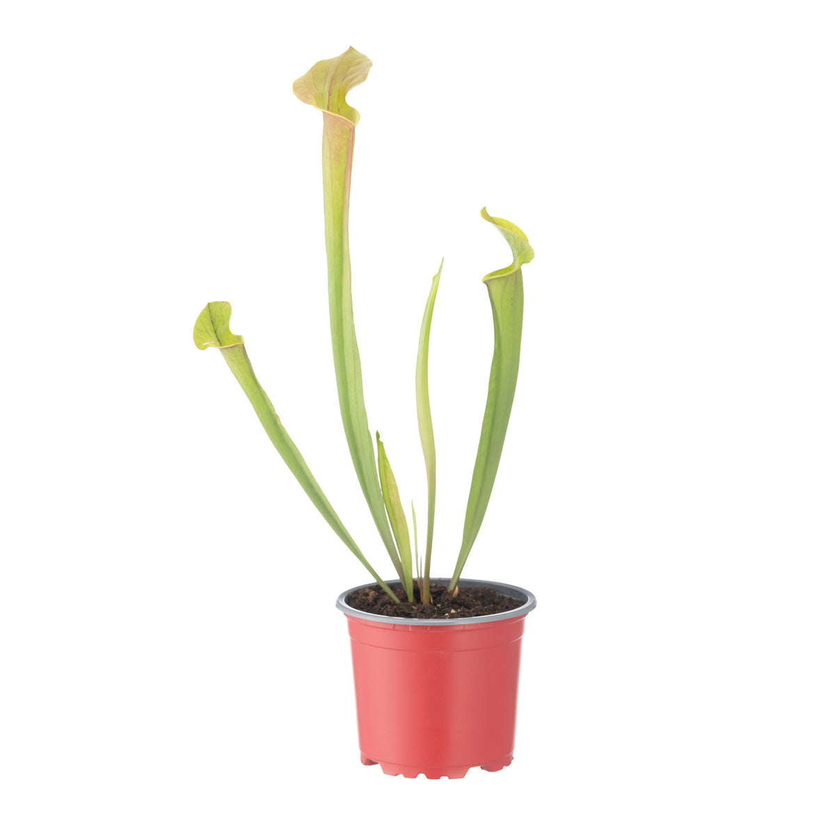 Sarracenia X Flava