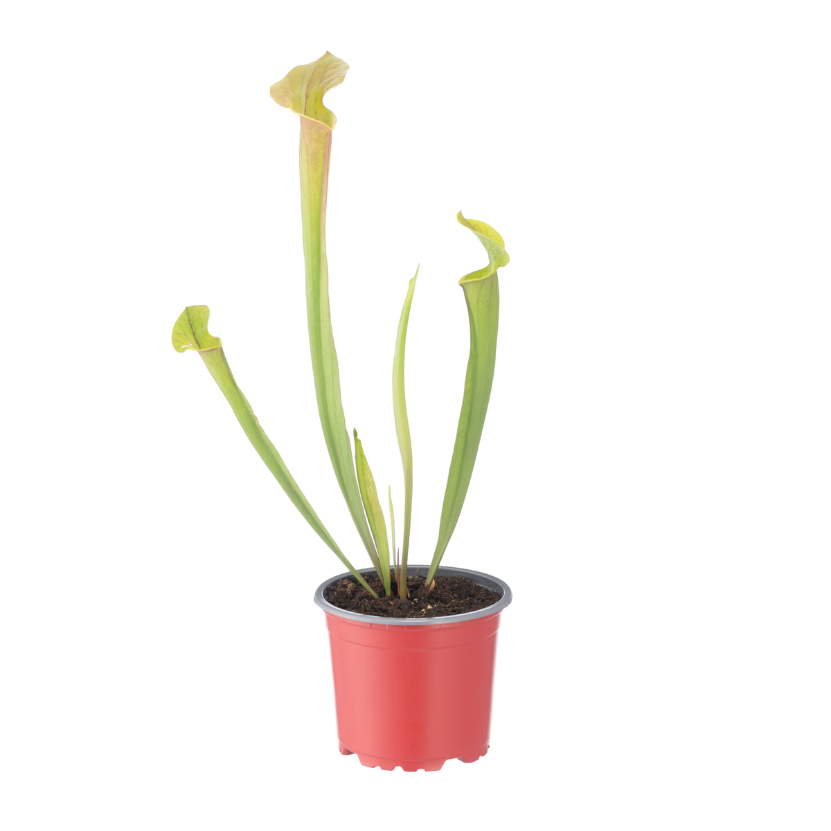 Sarracenia X Flava