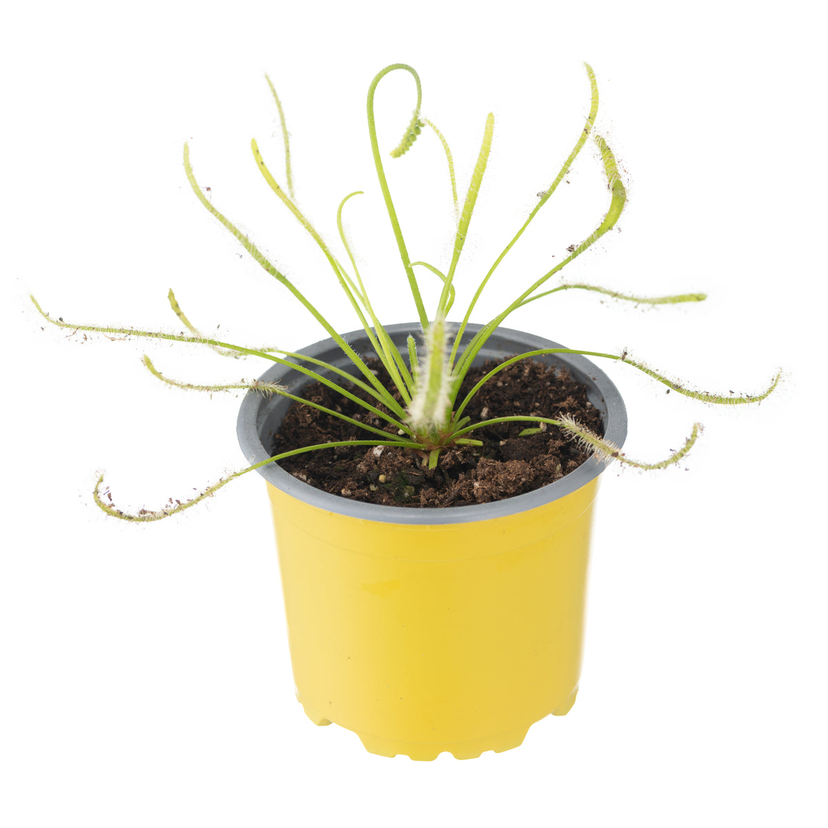 Drosera Capensis (Red/White)