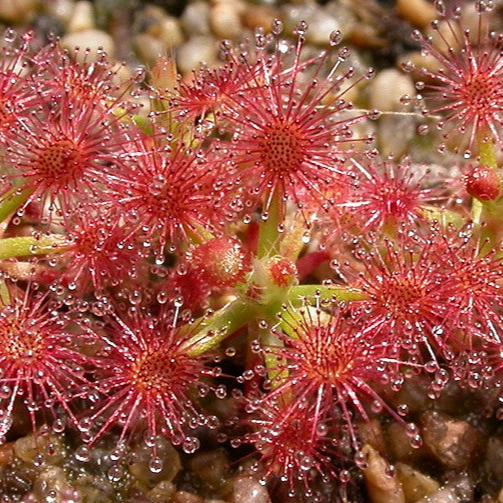 Drosera - assorted pygmy sundews - Subject to availability