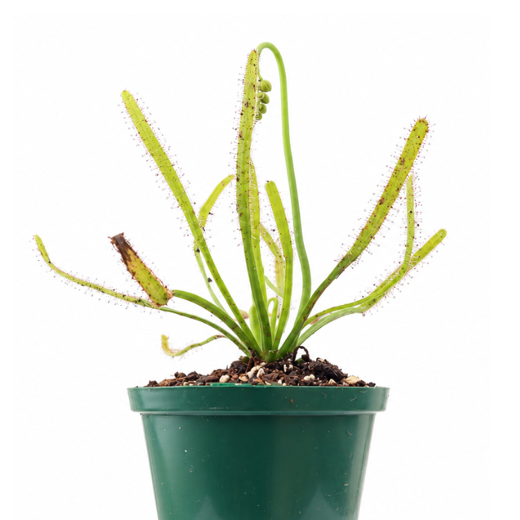 Drosera Capensis (Red/White)