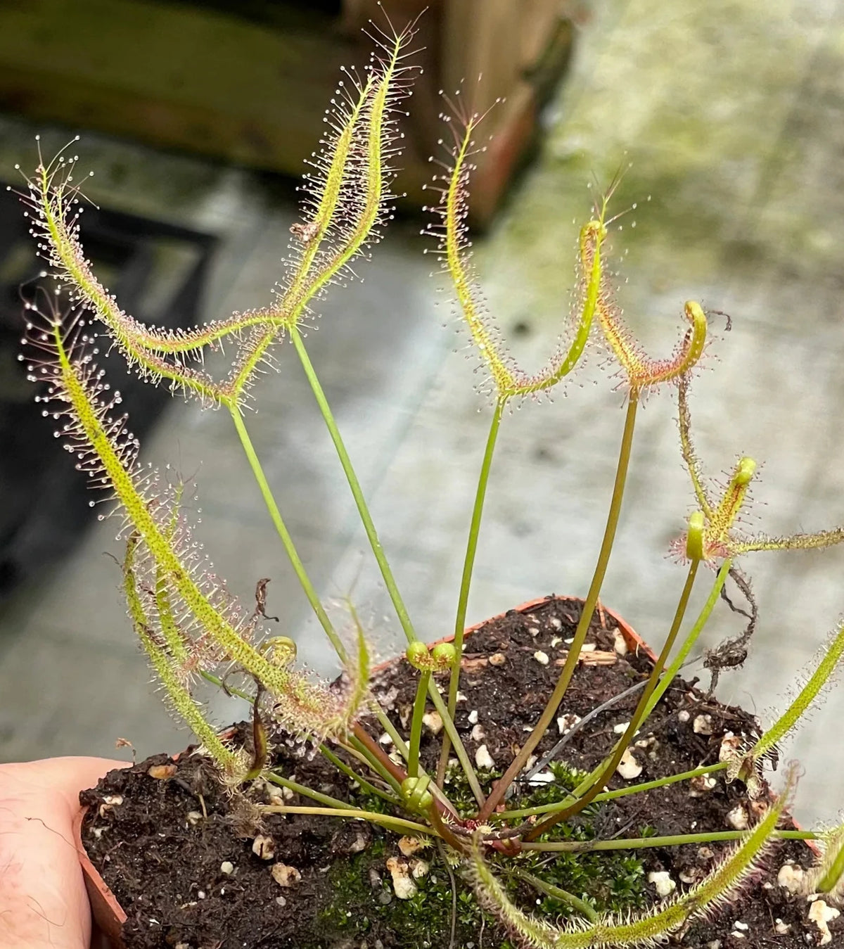 Drosera Binata White