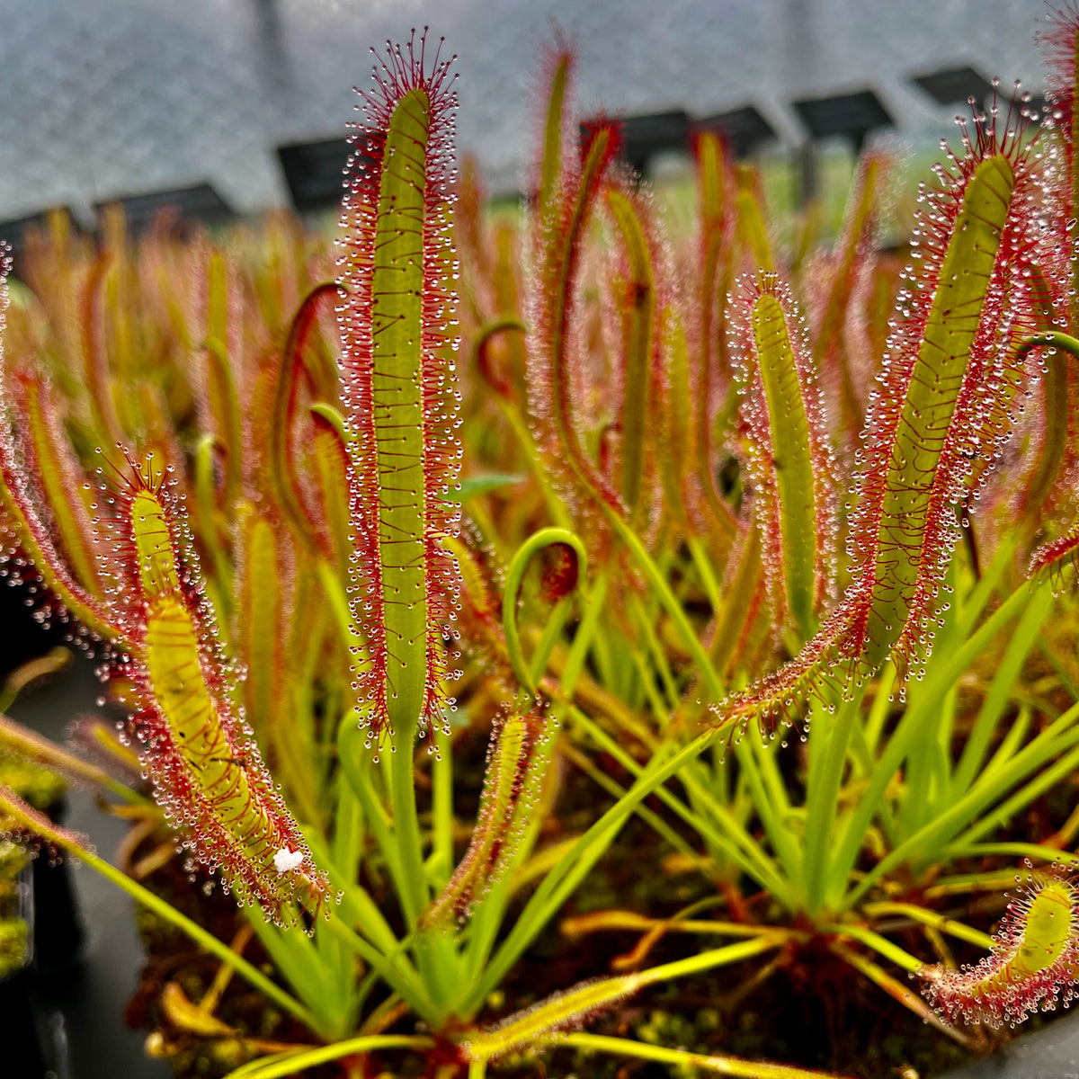 Drosera Capensis Red