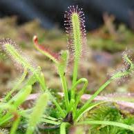 Drosera Capensis White