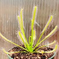 Drosera Capensis White