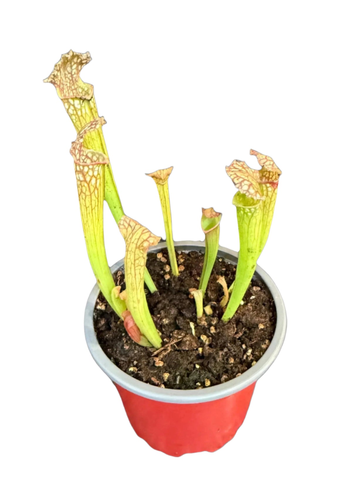 Sarracenia X Farhamii