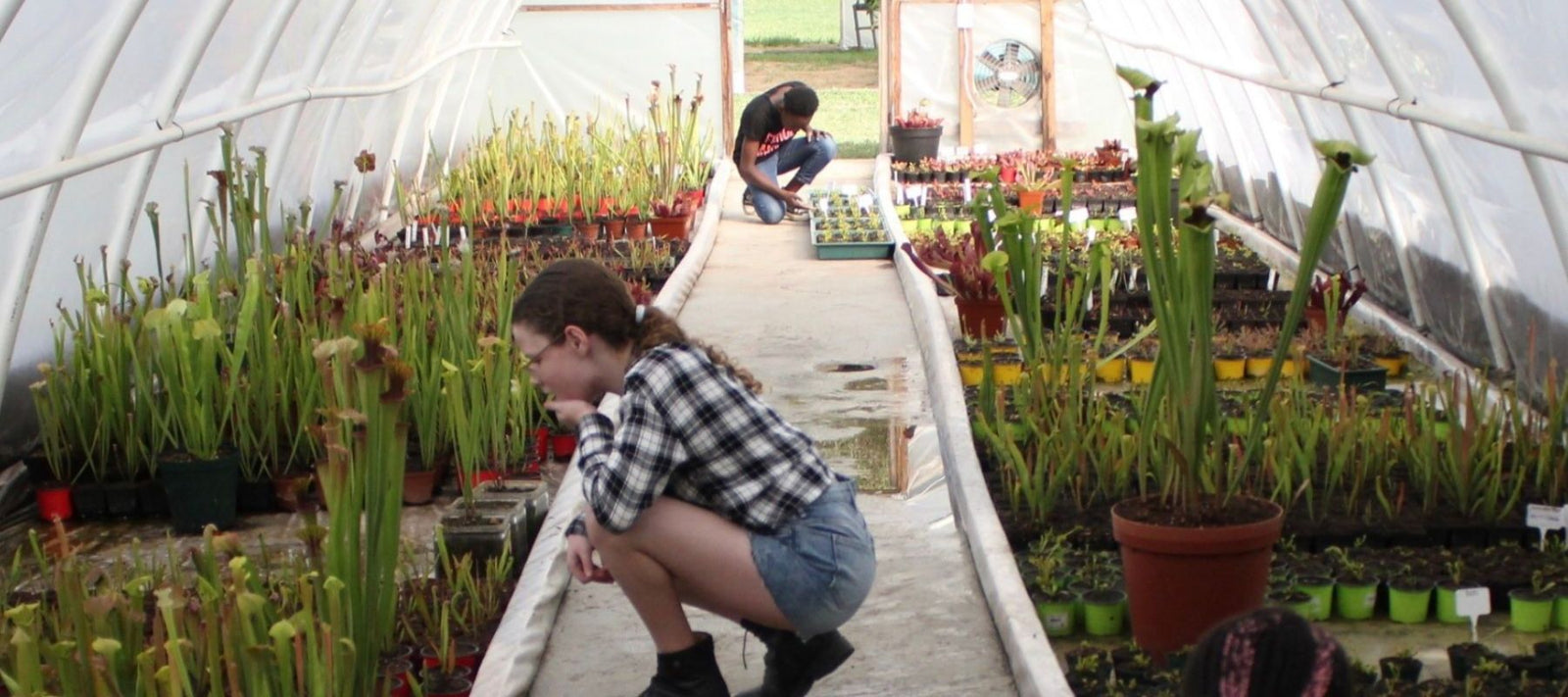 Jozi Carnivores - carnivorous plants in our tunnel