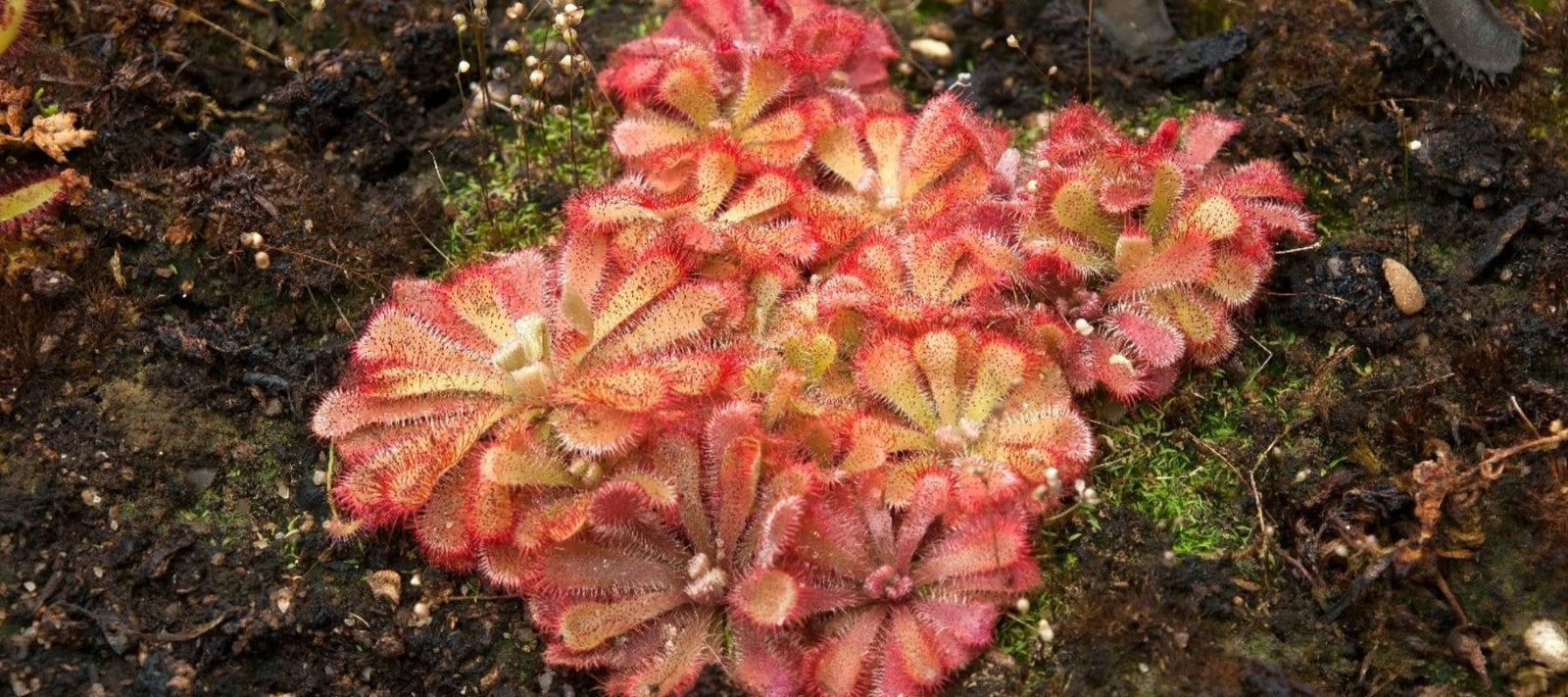 Jozi Carnivores - Sundew carnivorous plants