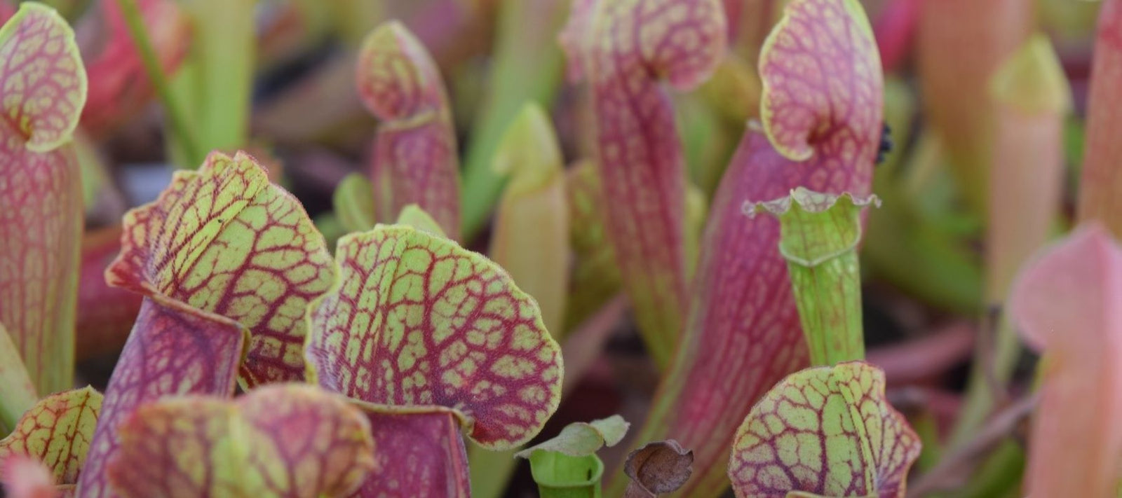 Jozi Carnivores shop carnivorous plants online