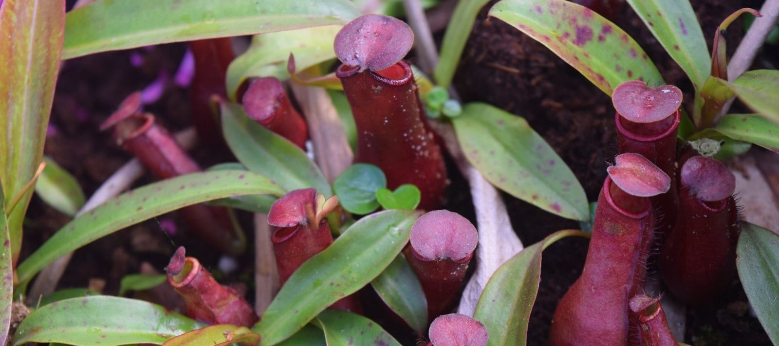 Jozi Carnivores carnivorous plants - Shop online