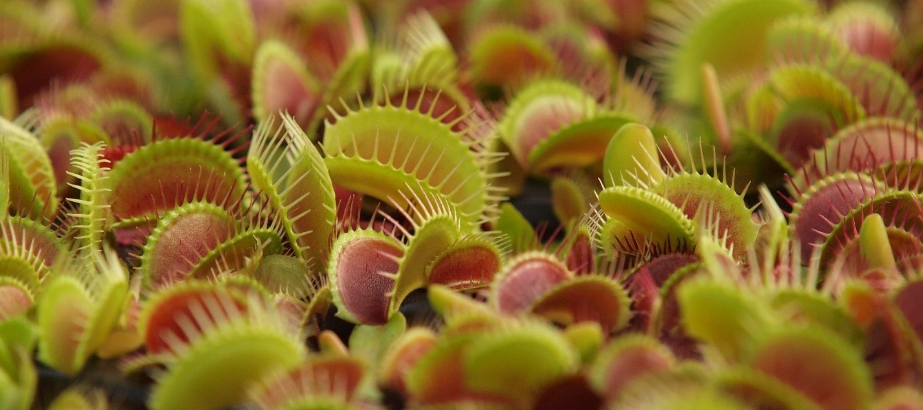 Jozi Carnivores - wide selection of carnivorous plants
