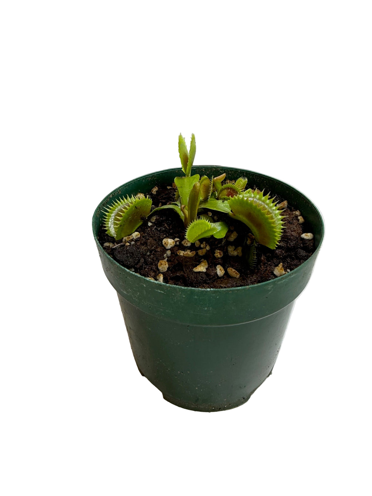 VFT medium