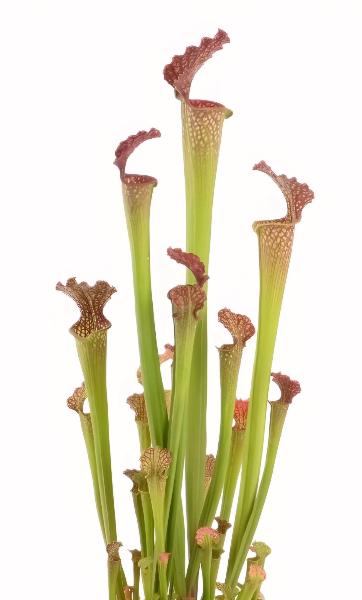 Sarracenia X Farhamii