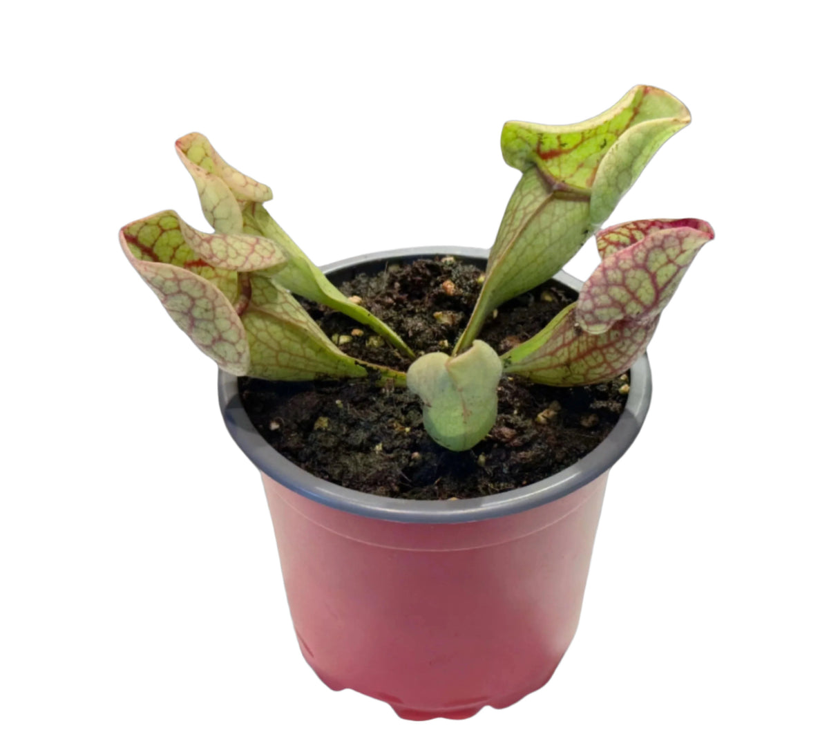 Sarracenia x Purpurea Venosa