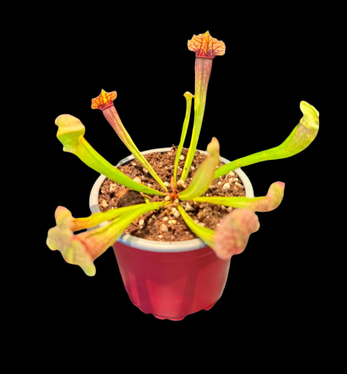 Sarracenia x Tygo