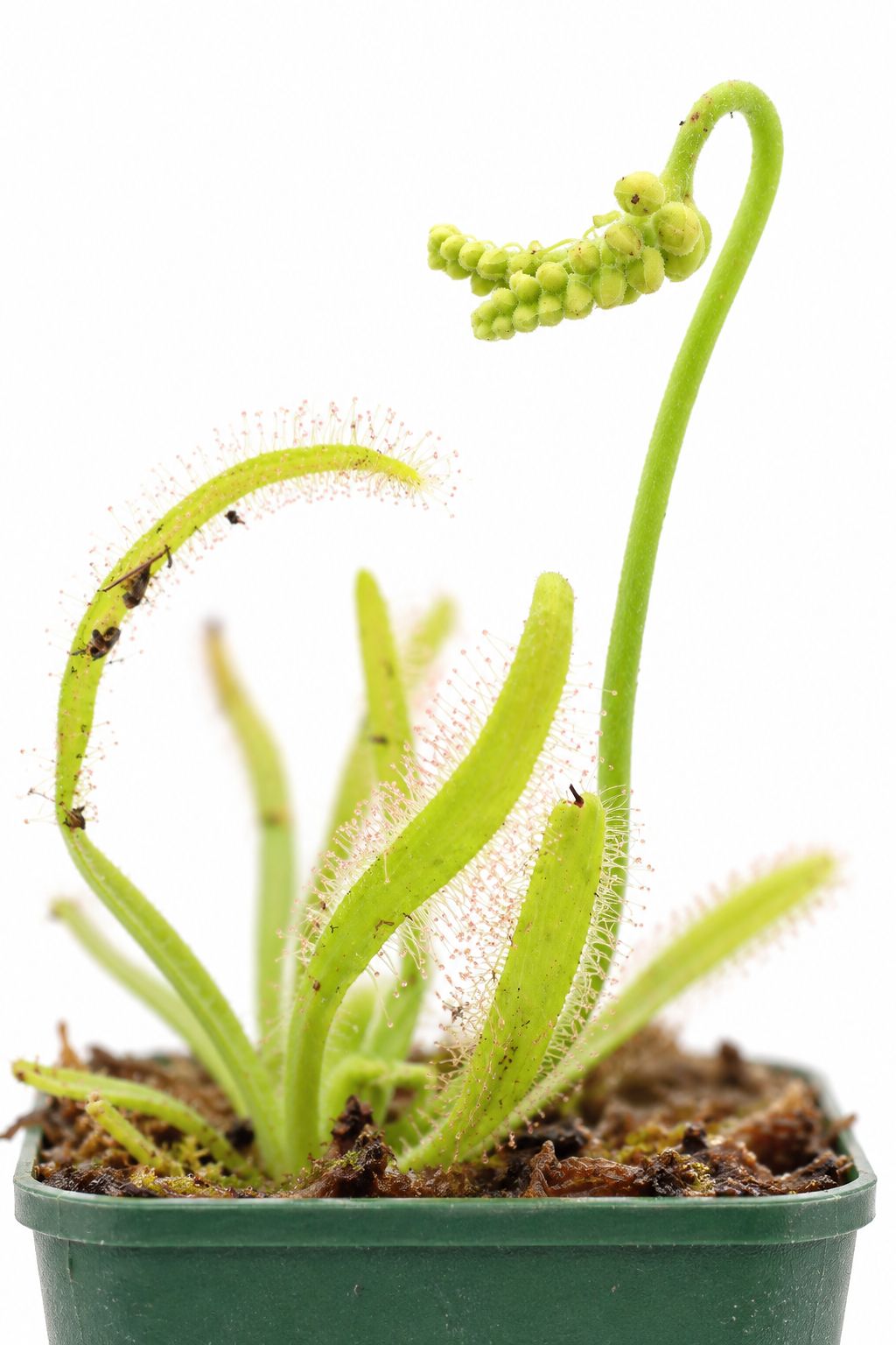 Drosera Capensis (Red/White)